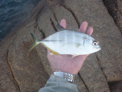 Caranx