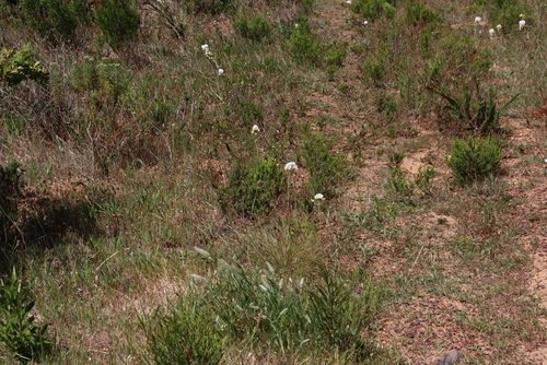 Image of Ornithogalum thyrsoides by (c) Tony Rebelo, some rights reserved (CC BY-SA)