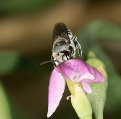 Megachile pusilla
