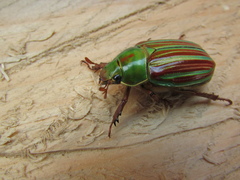 Chrysina adelaida