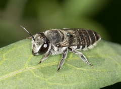 Megachile pusilla