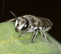 Megachile pusilla