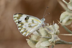 Pontia glauconome