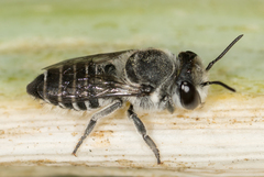 Megachile pusilla