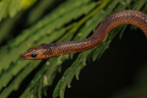 Philippine Shrub Snake