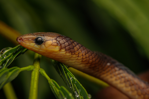 Philippine Shrub Snake