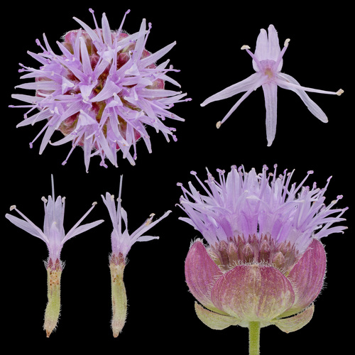 Monardella odoratissima