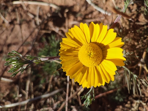 Palm Springs Daisy