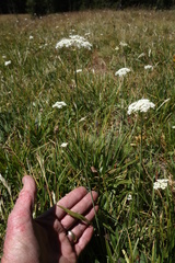 Perideridia parishii