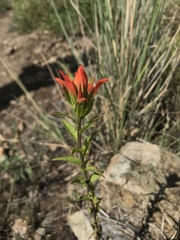 Castilleja nelsonii
