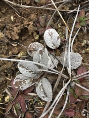 Brachyglottis haastii