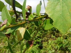 Vaccinium racemosum