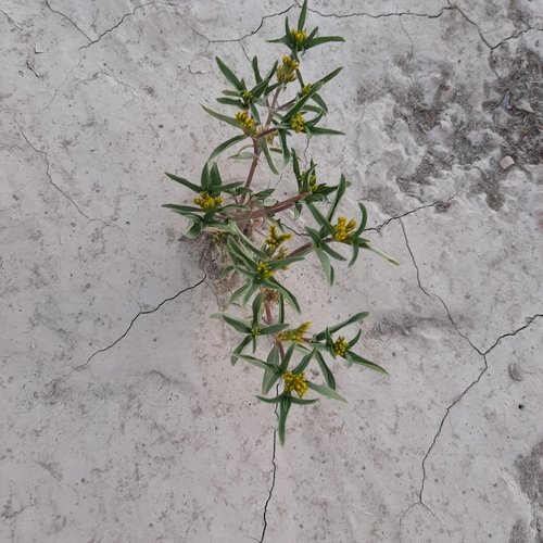 Image of Flaveria bidentis by (c) veonatura, some rights reserved (CC BY)