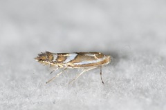 Phyllonorycter propinquinella