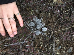 Brachyglottis haastii