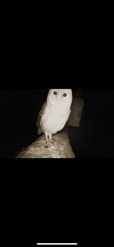 Western Barn Owl, Sluiskil, photo 10 of 10