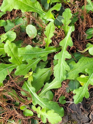 Daisy Fleabane foliage