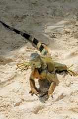 Iguana iguana