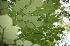 Cladrastis kentukea