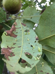 Caryomyia sanguinolenta