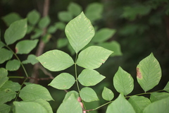 Cladrastis kentukea