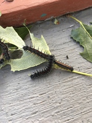 Nymphalis