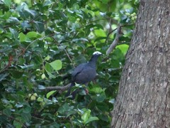 Patagioenas leucocephala