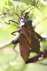 Pachylis neocalifornicus