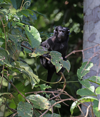 Black Tamarin photo 4