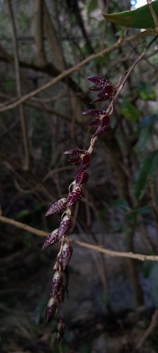Pleurothallis restrepioides, photograph 3