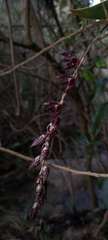 Wilson Alexander Arteaga Mejía, CC BY, iNaturalist via GBIF Pleurothallis restrepioides, photograph Wilson Alexander Arteaga Mejía, CC BY, iNaturalist via GBIF