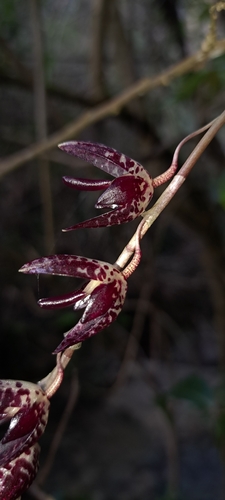 Pleurothallis restrepioides, photograph 4