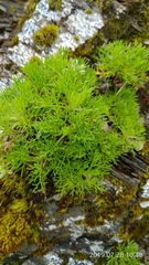 Artemisia morrisonensis