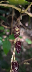 Pleurothallis restrepioides, photograph Wilson Alexander Arteaga Mejía, CC BY, iNaturalist via GBIF