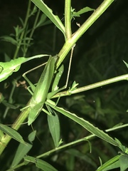 Neoconocephalus nebrascensis
