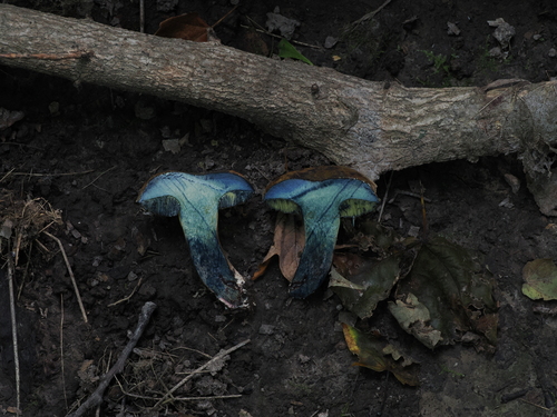 Cyanoboletus cyaneitinctus