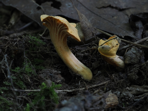 chanterelles