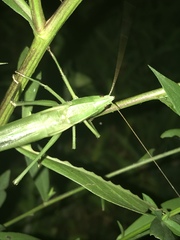 Neoconocephalus nebrascensis