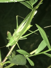 Neoconocephalus nebrascensis