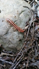 Semionellus placidus