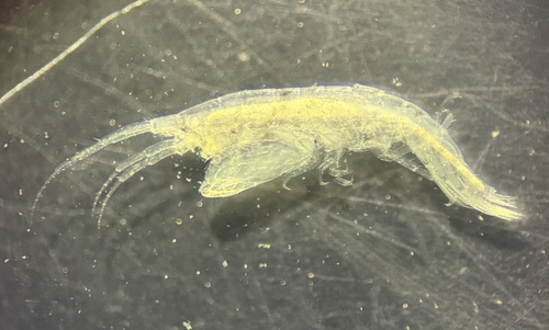 Ericthonius brasiliensis observed 2024-11-24
