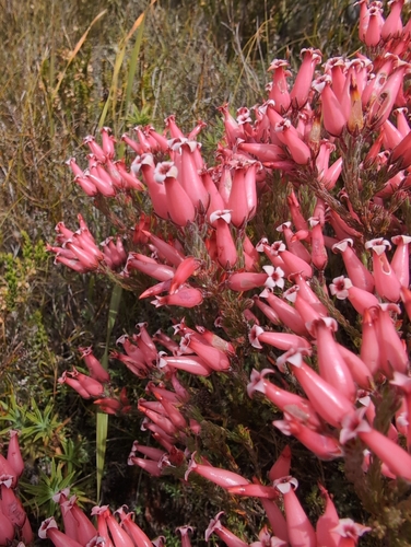 Dawn Heath (Erica supranubia)