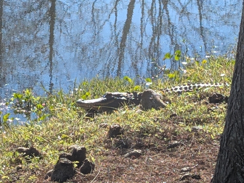 American Alligator