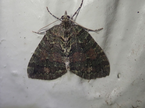 Hydriomena quinquefasciata