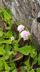 Persicaria runcinata