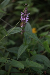 Stachys latidens
