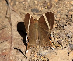 Abisara neophron