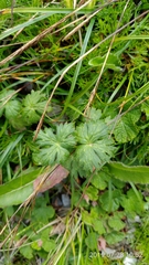 Aconitum fukutomei