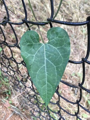 Cynanchum laeve