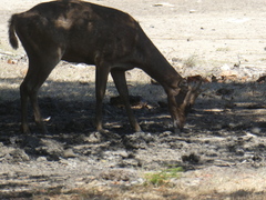 Rusa timorensis